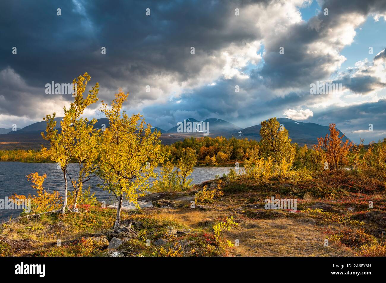 Light al lago Vuolio Njahkajavri, nana autunnali betulle, Abisko National Park, Norrbotten, Lapponia, Svezia Foto Stock