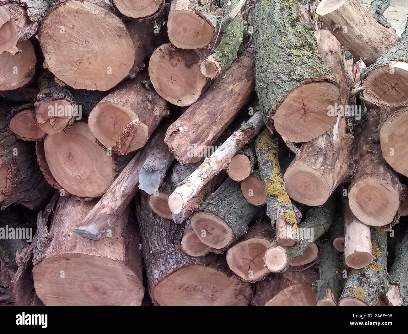 La silvicoltura, vista di segato e accatastati tronchi di alberi Foto Stock