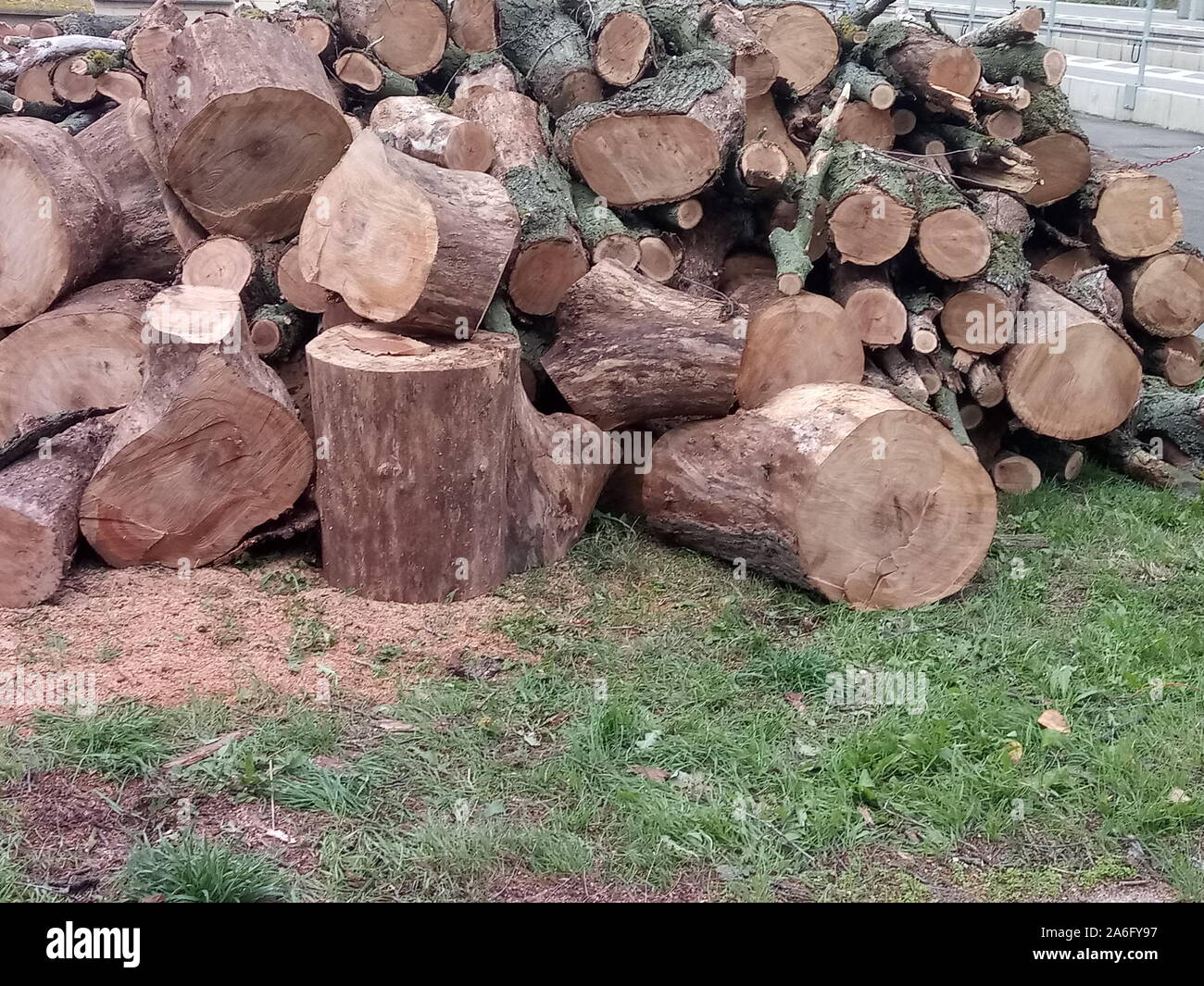 Varie albero e rami di un abbattuto quercia Foto Stock