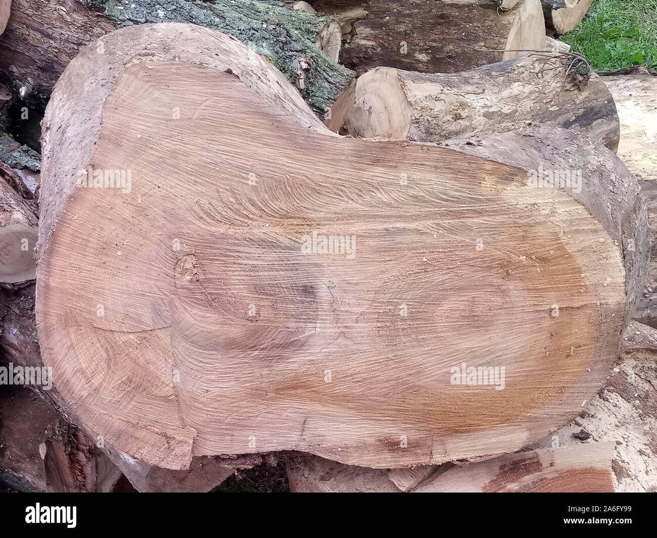 Albero di diverse sezioni tra cui una quercia abbattuto come un doppio tronco, Zwiesel Foto Stock