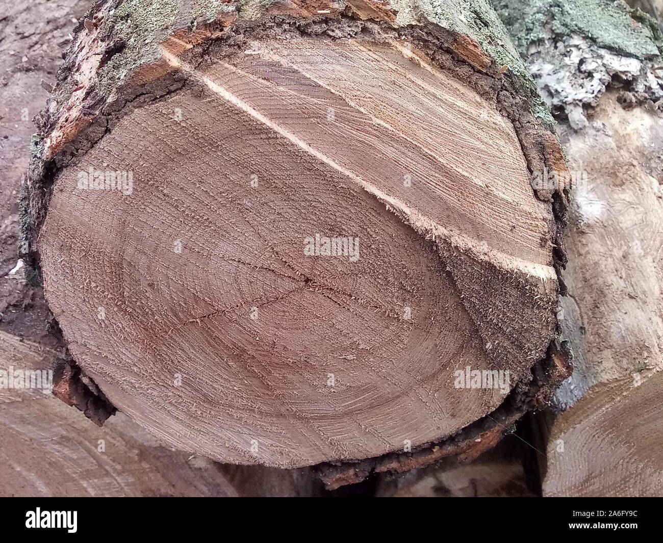 Vista di una quercia abbattuto, Sezione di tronco con anelli annuali Foto Stock