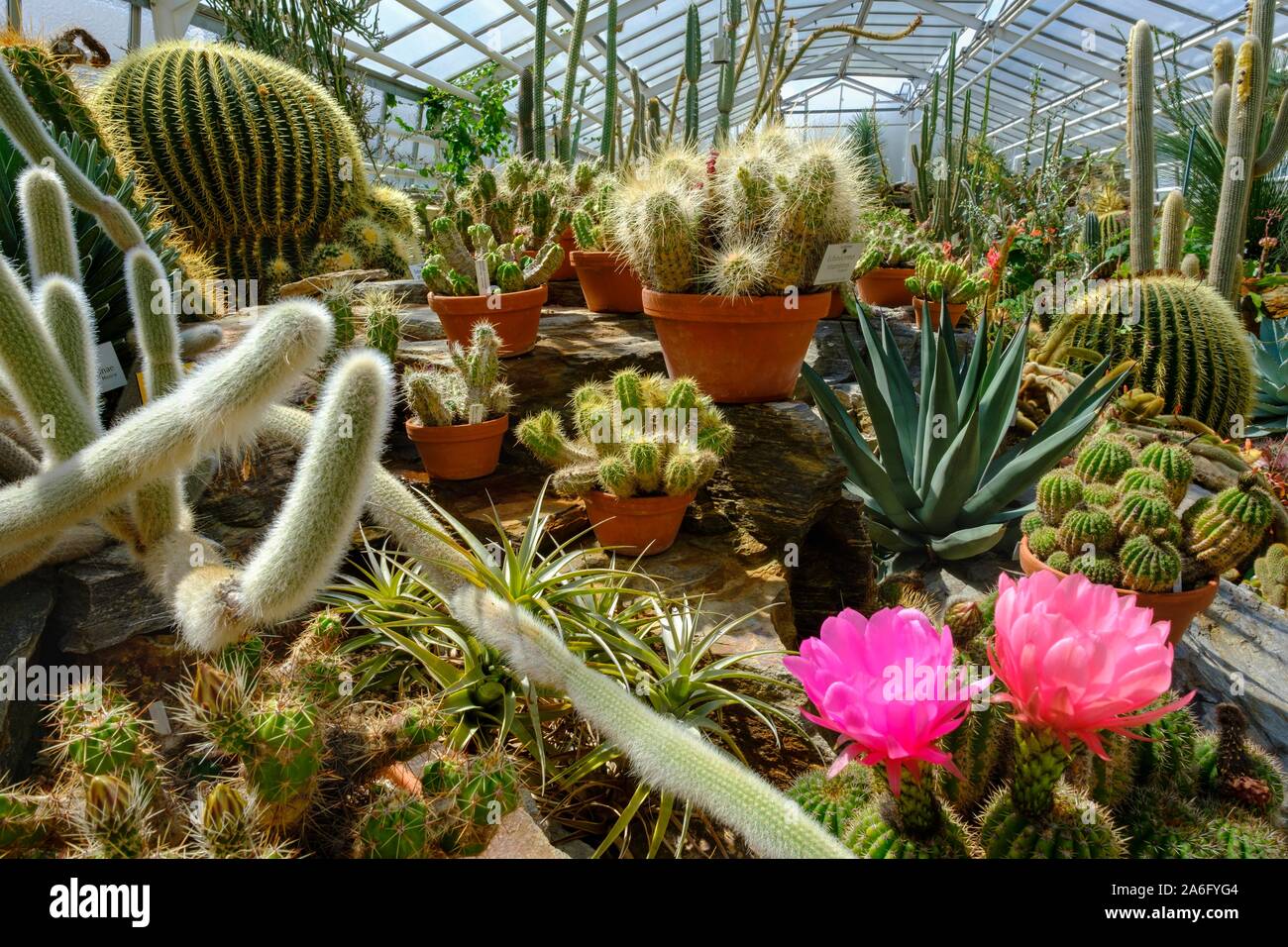 Le piante del deserto, serre nel Giardino Botanico Munich-Nymphenburg, Monaco di Baviera, Baviera, Baviera, Germania Foto Stock
