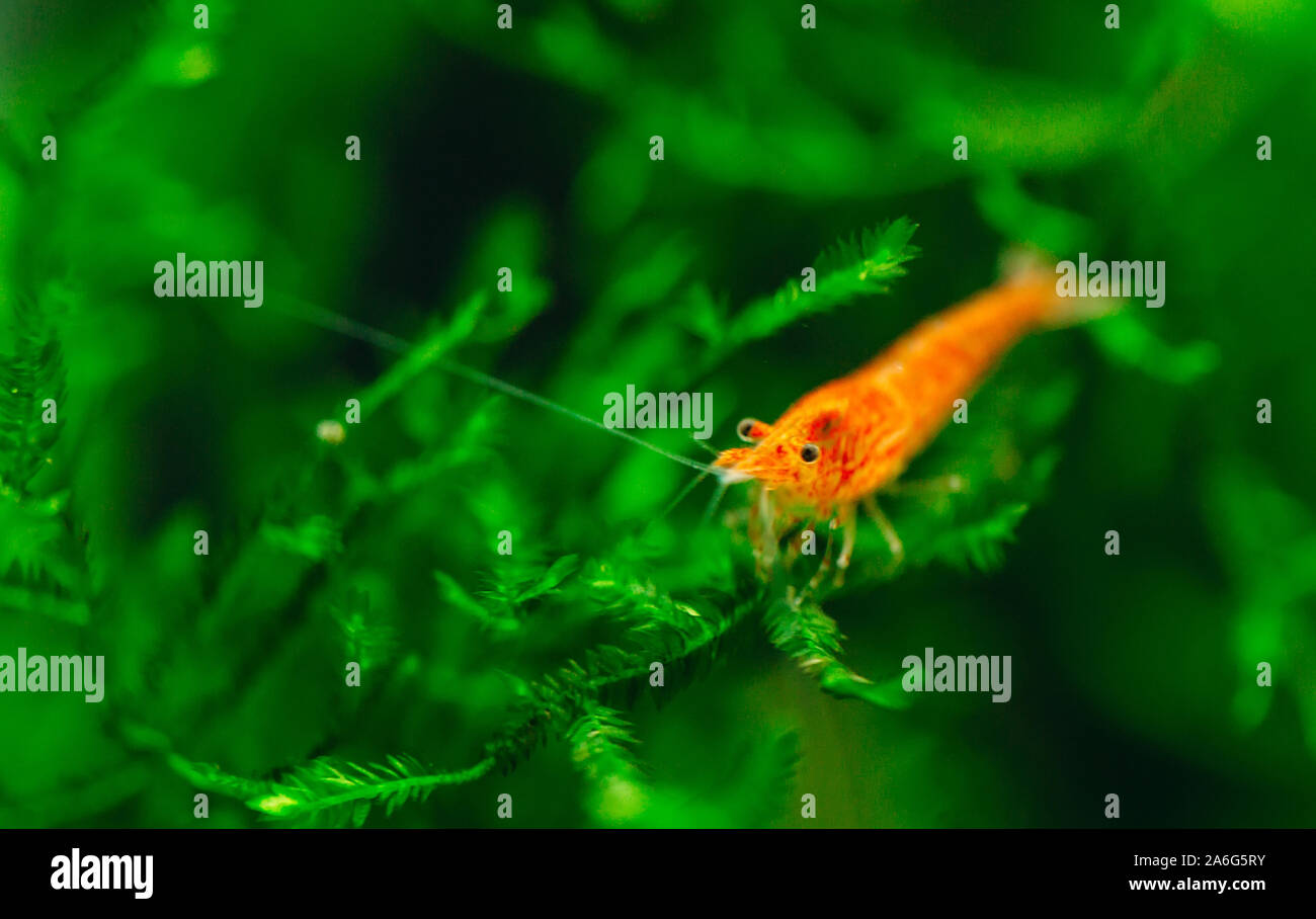 Grande incendio rosso ciliegia o dwarf gamberi con sfondo verde in acqua dolce Acquario serbatoio Foto Stock