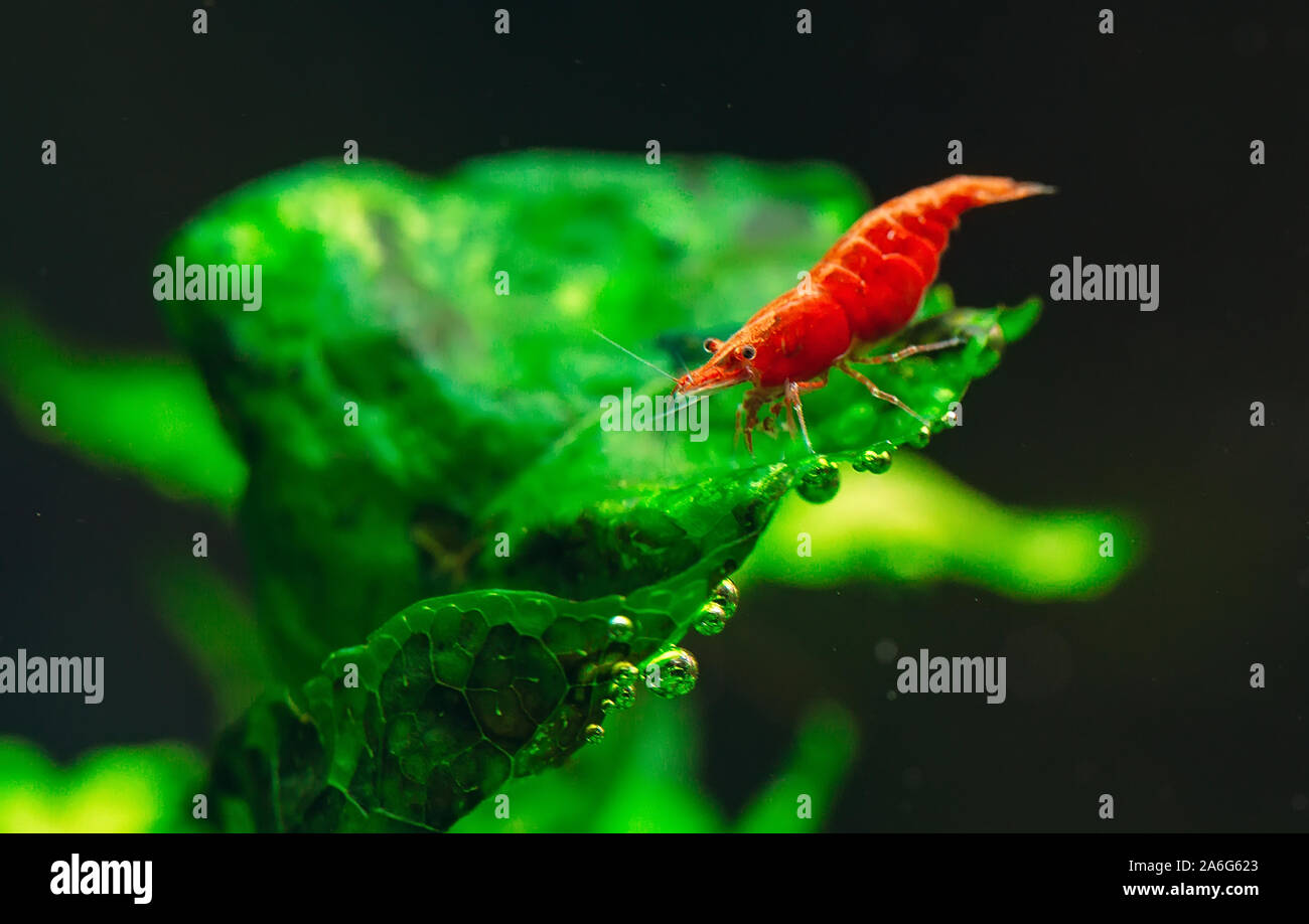 Grande incendio rosso ciliegia o dwarf gamberi con sfondo verde in acqua dolce Acquario serbatoio Foto Stock