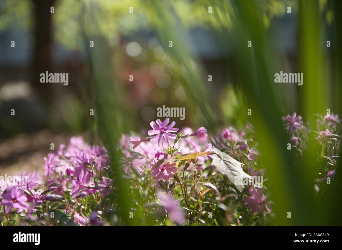 Noi tutti vogliamo stick fuori e questo piccolo uno lo ha fatto naturalmente. Foto Stock
