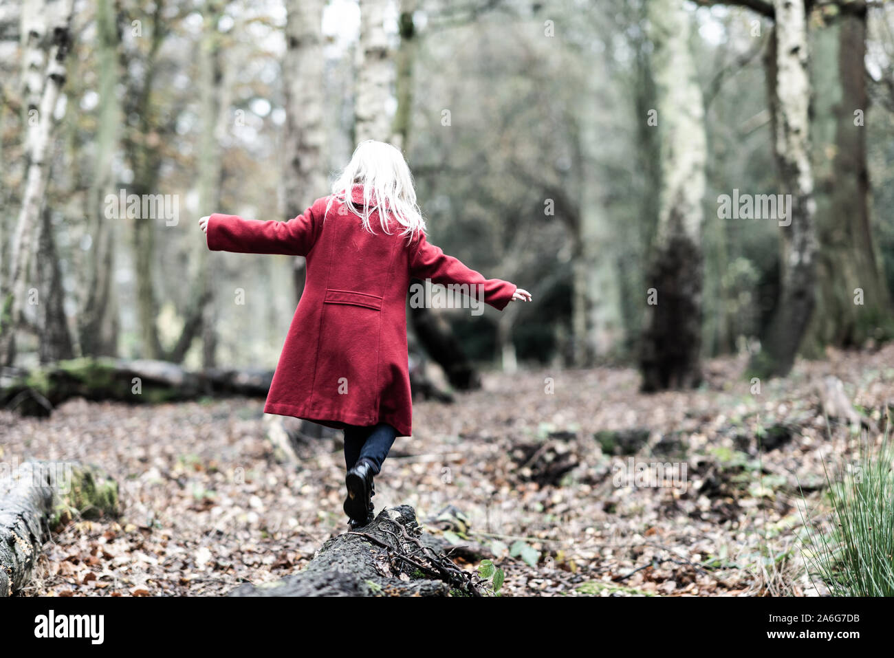 Una bella ragazza in un cappotto rosso circondato da foglie di autunno seduta, passeggiate nella foresta e zona boschiva a Trentham Gardens, Stoke on Trent Foto Stock