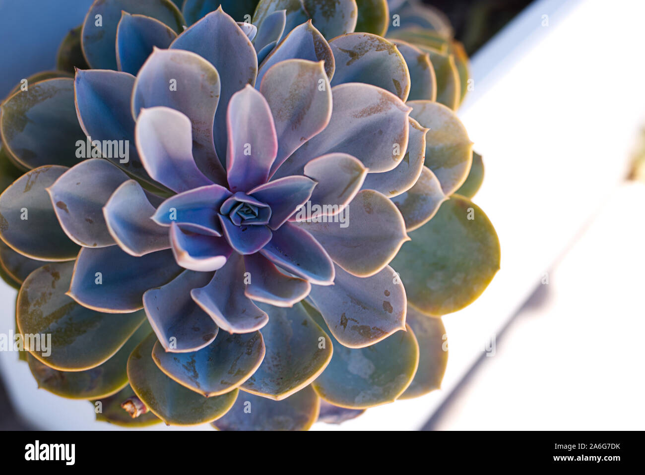 Puple e verde grande echeveria succulente in una disposizione esterna. Foto Stock