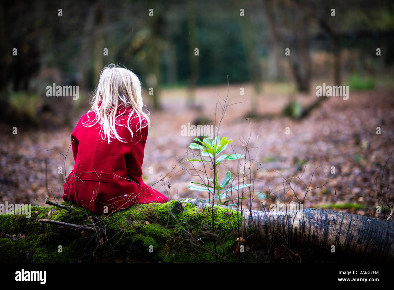 Una bella ragazza in un cappotto rosso circondato da foglie di autunno seduta, passeggiate nella foresta e zona boschiva a Trentham Gardens, Stoke on Trent Foto Stock