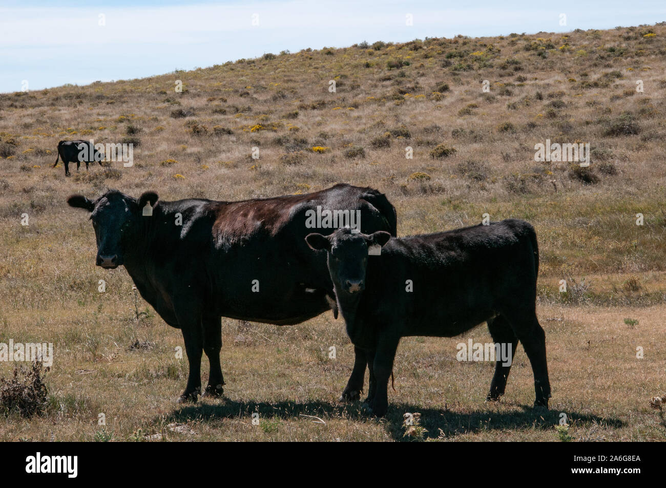 Il Black Angus di mucca e il suo vitello guardando la telecamera. Foto Stock