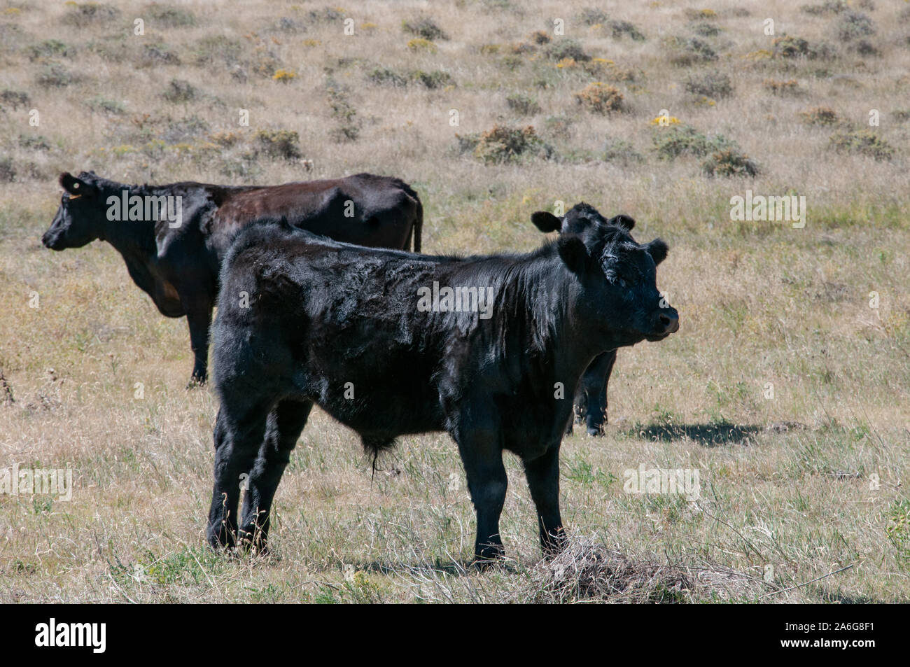 Il Black Angus vacca e due bull vitelli in sun. Foto Stock
