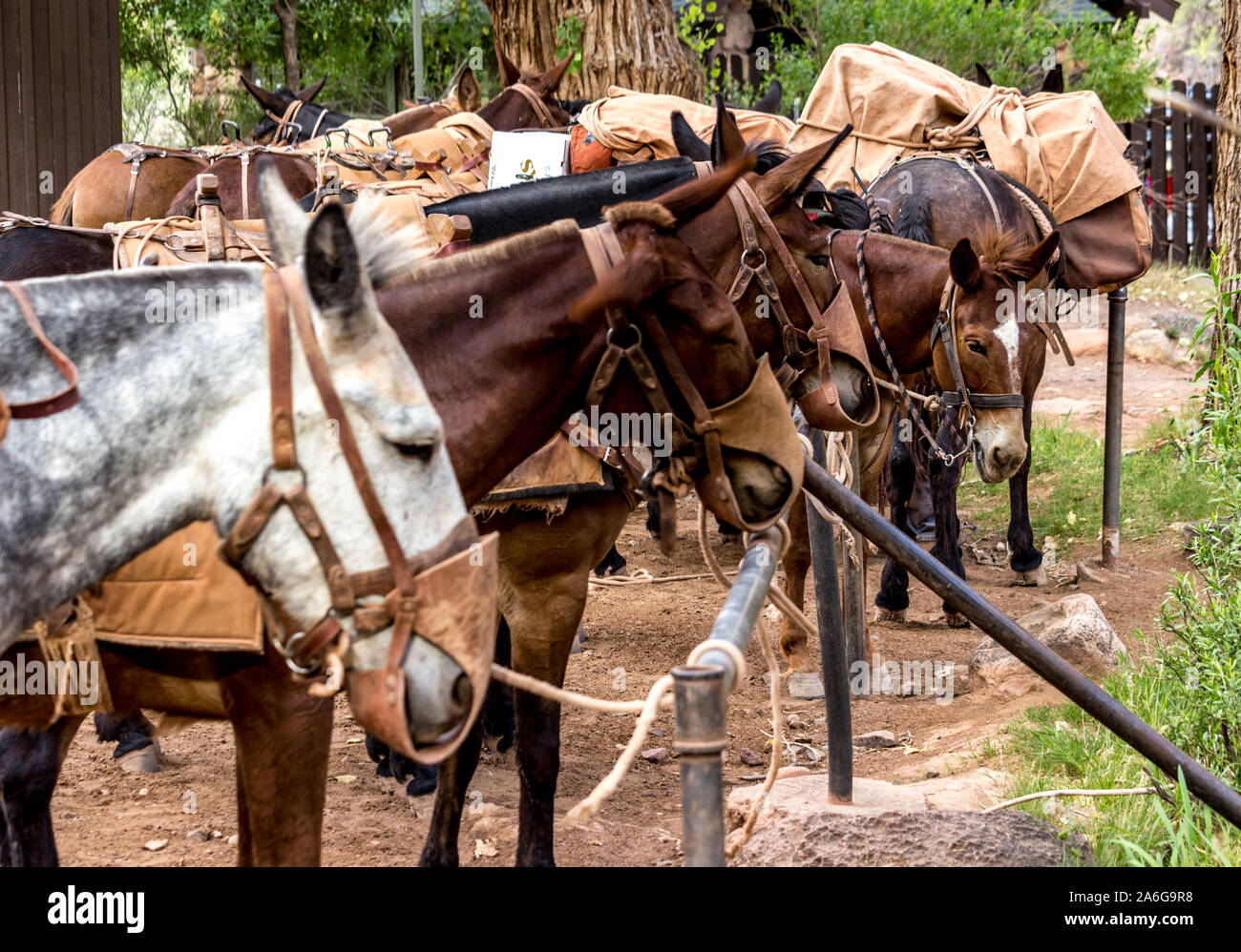 Mulo treno nel Grand Canyon agganciati al post a Phangom Ranch Foto Stock