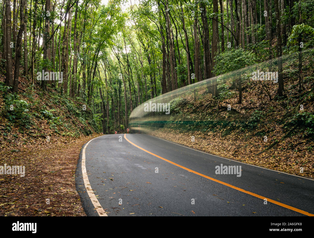 Bohol Mahogany Foresta fatta dall'uomo Foto Stock