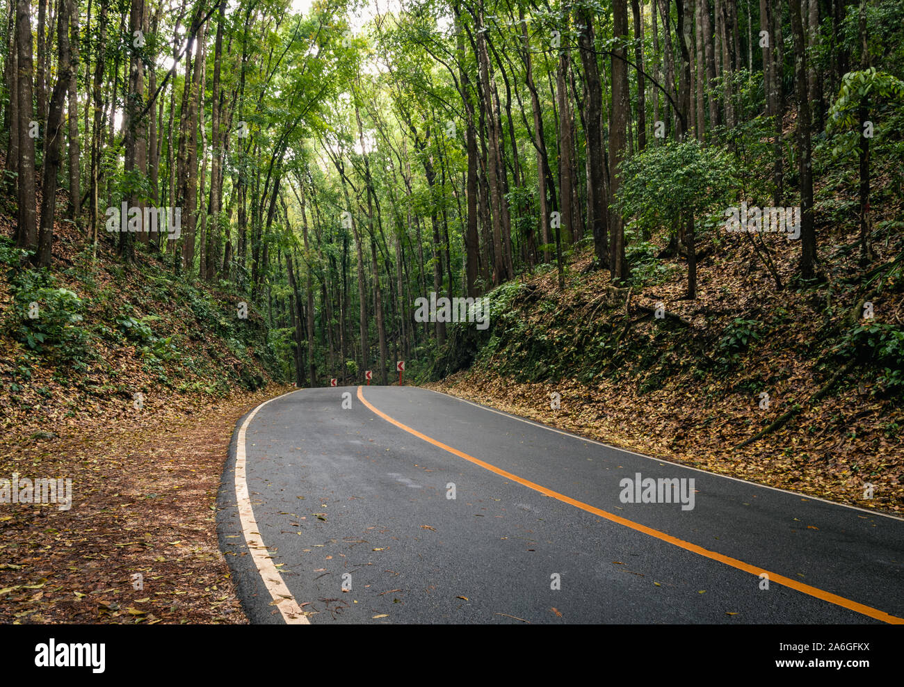 Bohol Foresta fatta dall'uomo Foto Stock
