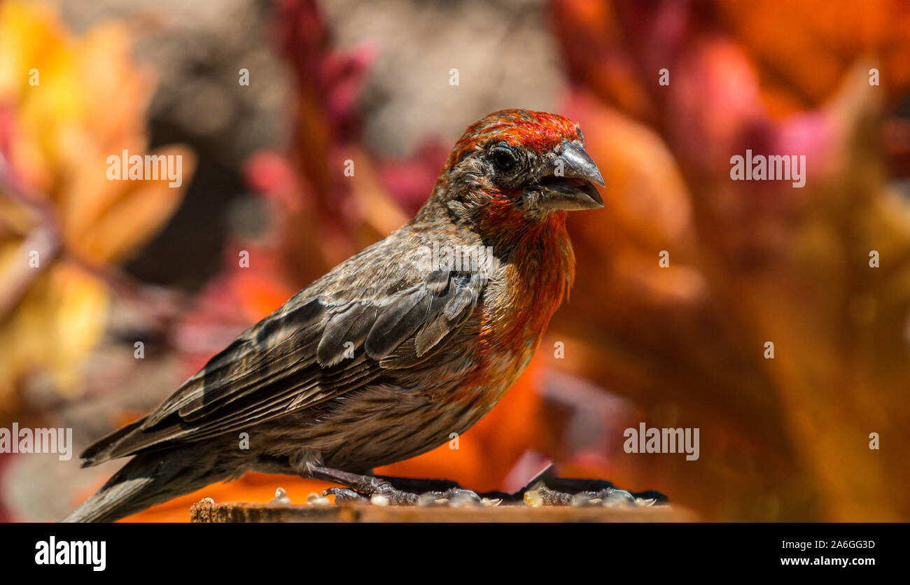 Casa maschio finch ritratto Foto Stock