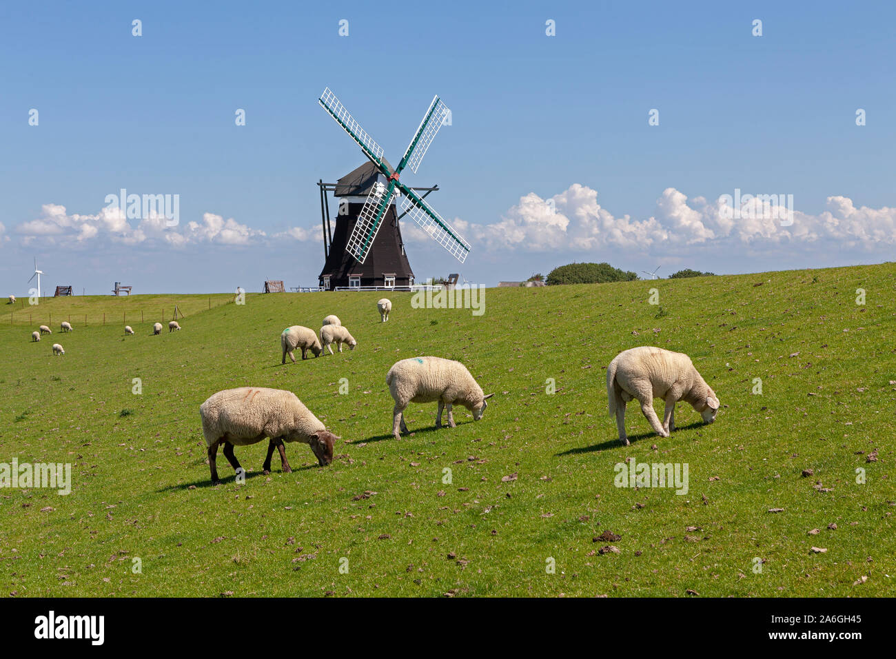 Pecore al pascolo sono nella parte anteriore del Nordermuehle sull isola di Pellworm in Nord Friesland, Schleswig-Holstein, Germania. Foto Stock