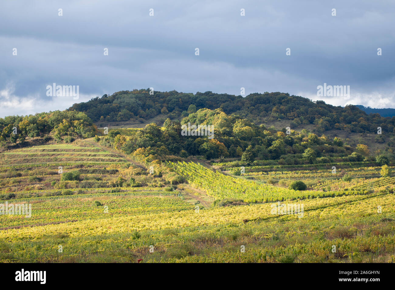 verde estate vigna campagna con cielo nuvoloso Foto Stock