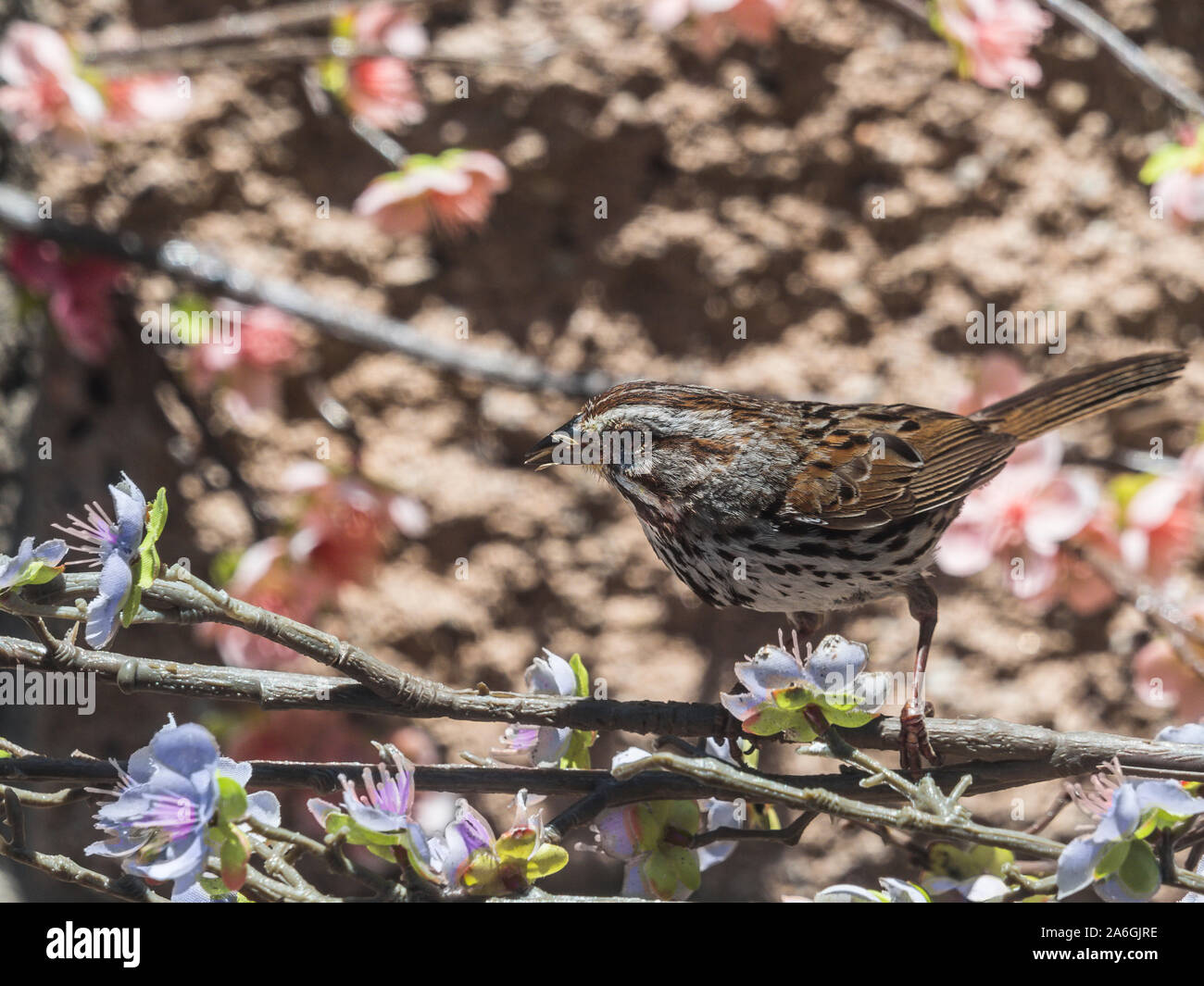 Song sparrow uccello sul ramo Foto Stock