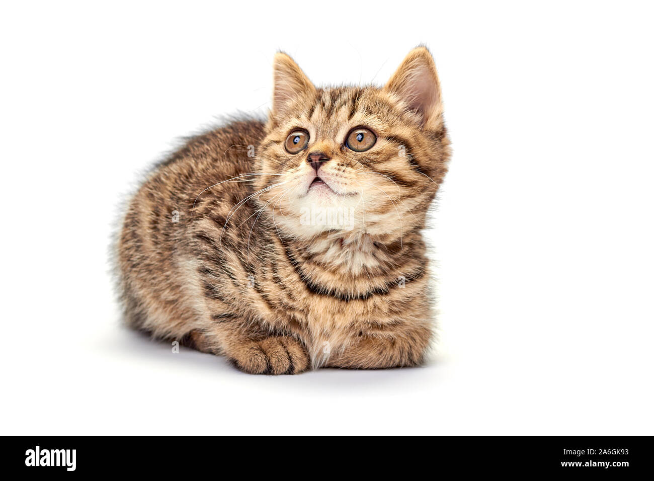 Graziosa piccola gattino su sfondo bianco Foto Stock