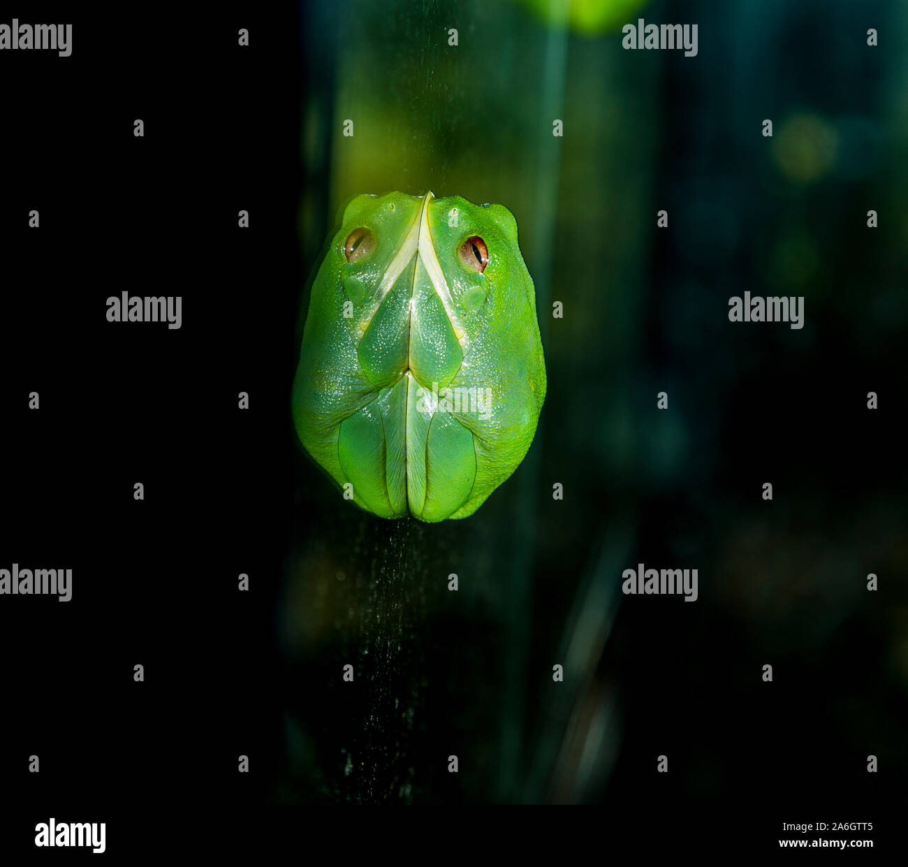 Sleeping rana verde sul vetro Foto Stock