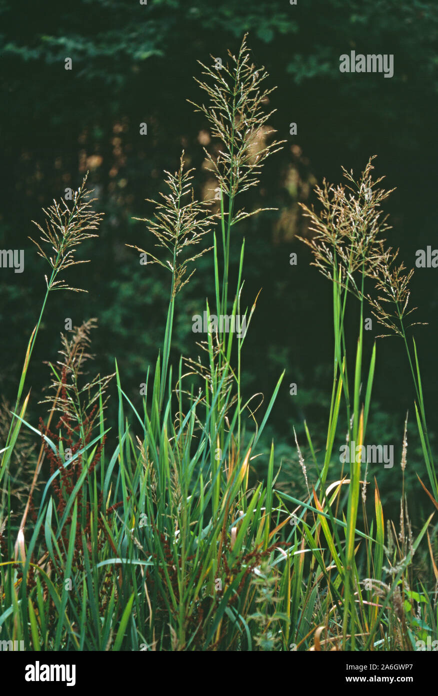 SALTMARSH COMUNE-erba o grande acqua erba (Puccinellia maritima) o (Glyceria maritima). Foto Stock
