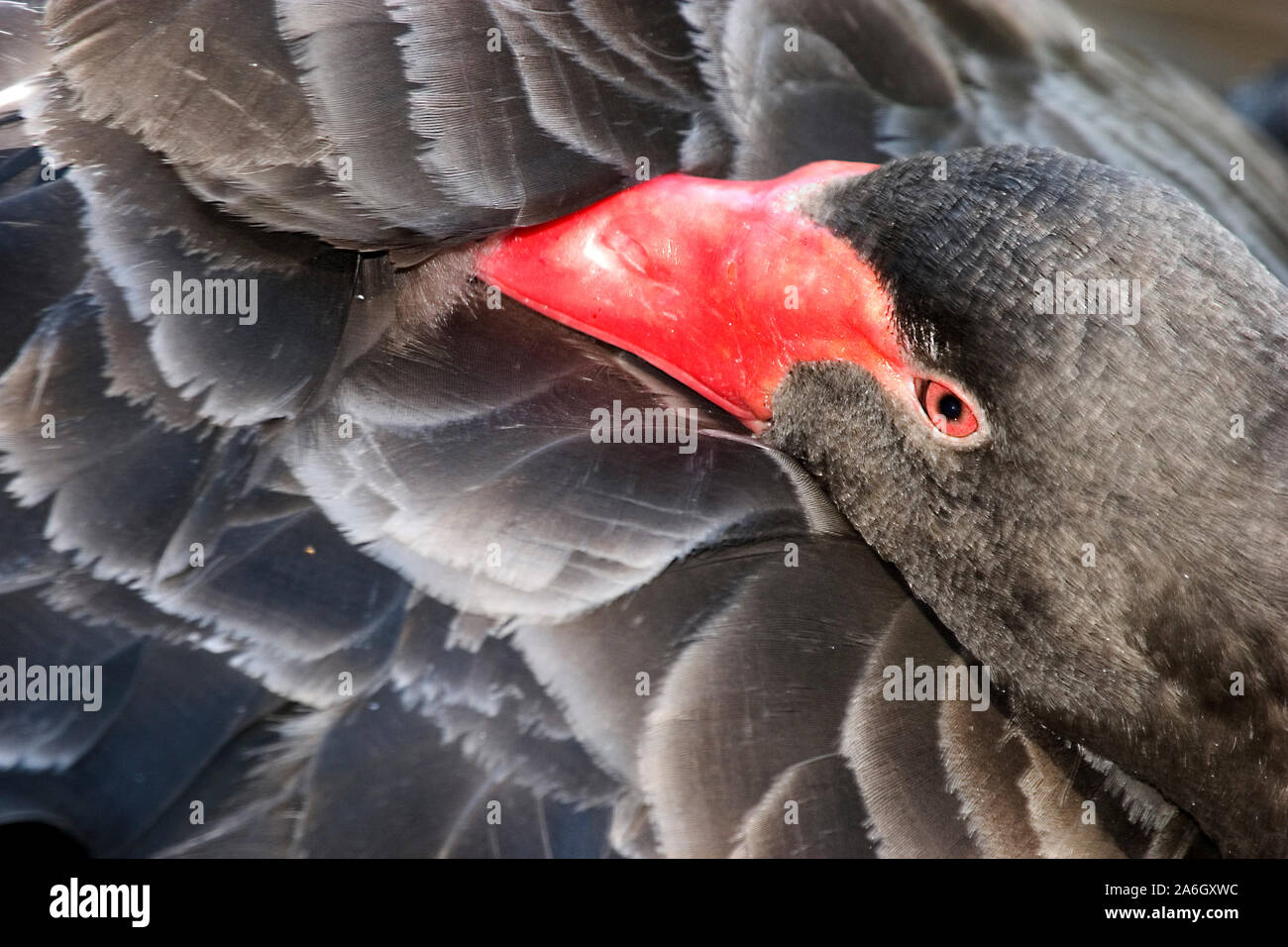 Il cigno nero è un grande waterbird, una specie di swan che razze principalmente nel sud-est e sud-ovest delle regioni dell'Australia. In Australia hanno Foto Stock