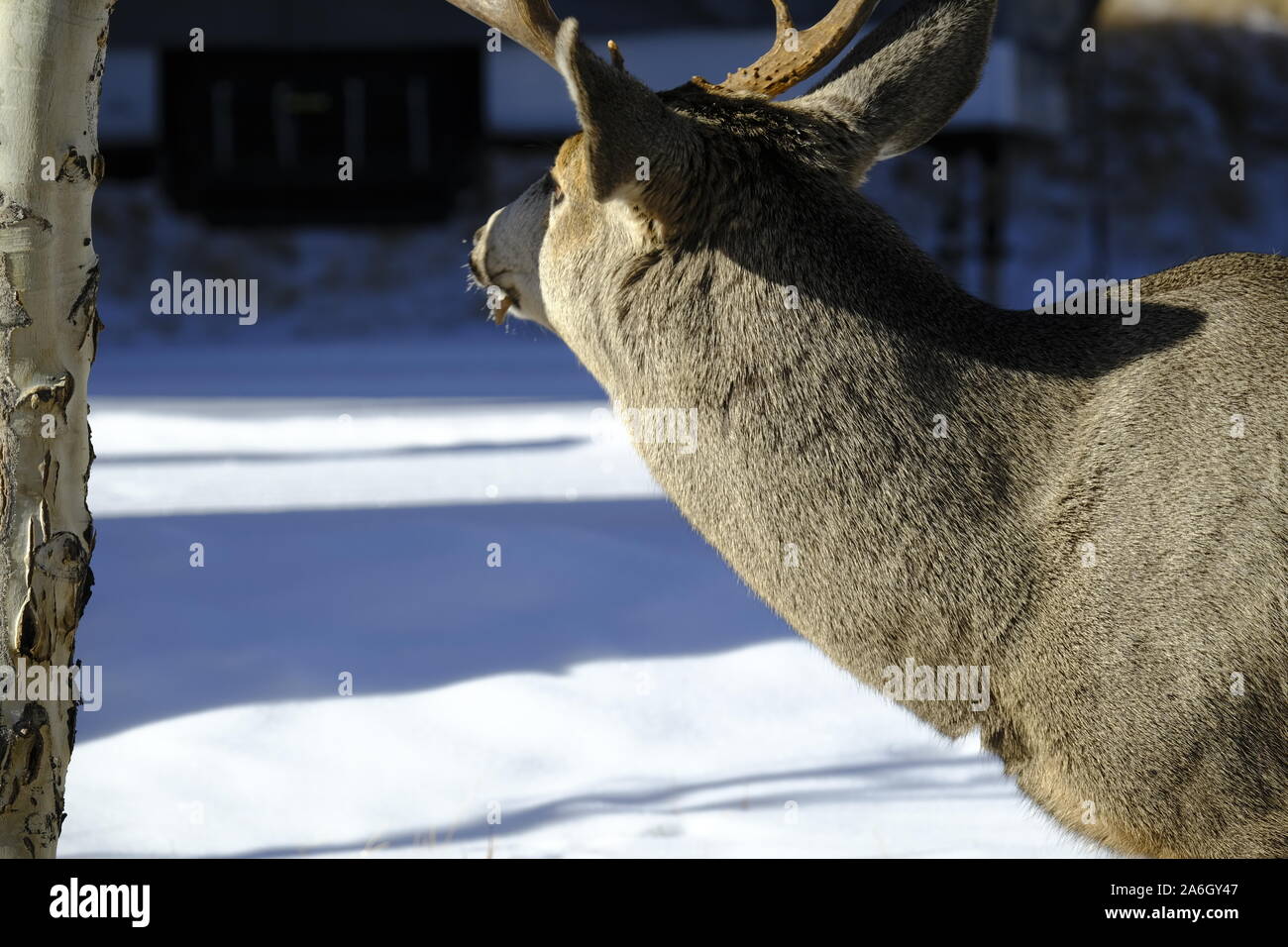 Cervi di mulo Buck Foto Stock