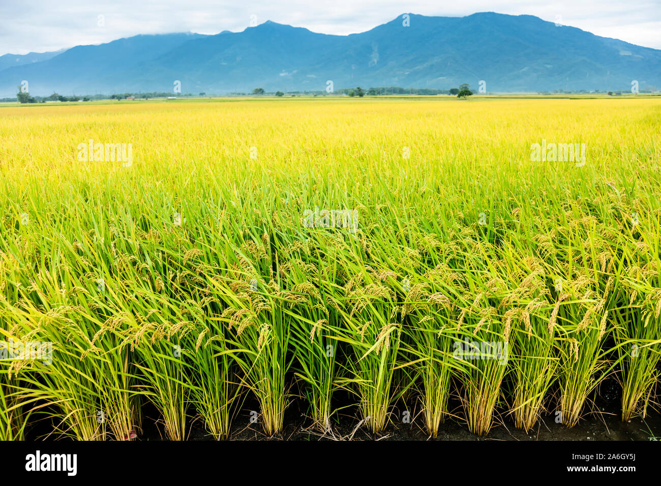 Bellissimi campi di riso in taitung . Taiwan Foto Stock
