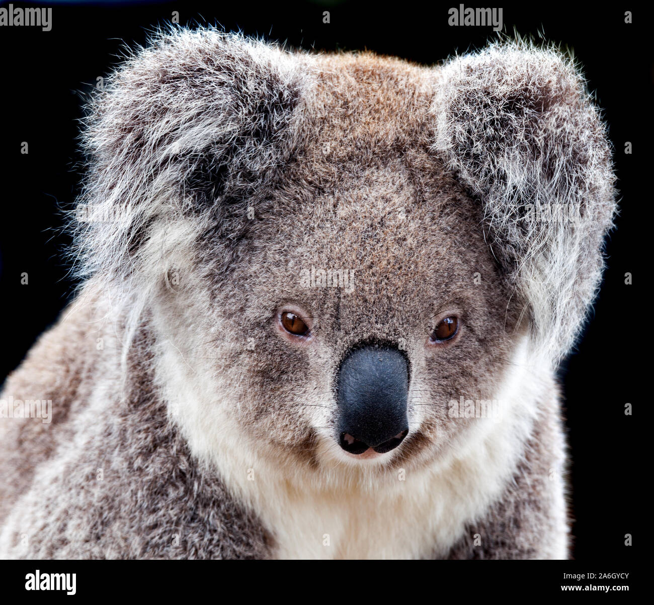 Ritratto di un australian koala Foto Stock