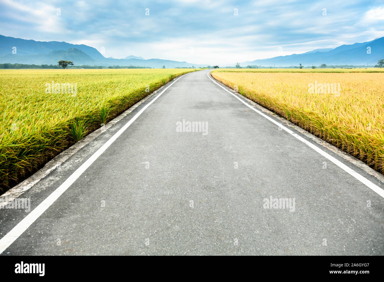 La strada passa attraverso il campo di riso Foto Stock