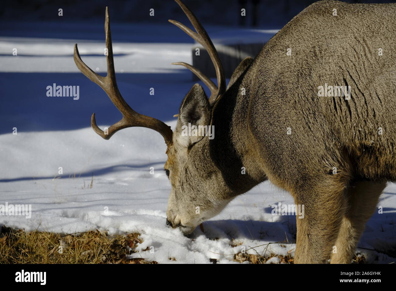 Cervi di mulo Buck Foto Stock