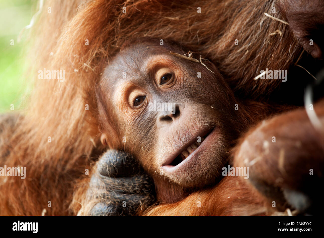 In via di estinzione orango spostato dal Land clearing per palm lo zucchero Foto Stock