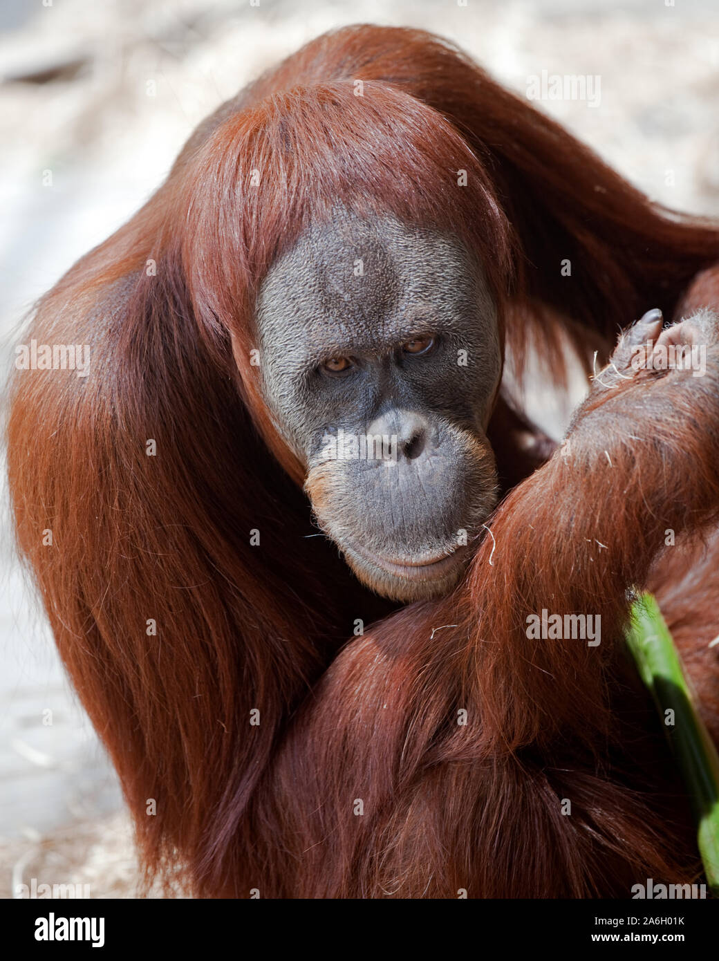 In via di estinzione orango spostato dal Land clearing per palm lo zucchero Foto Stock