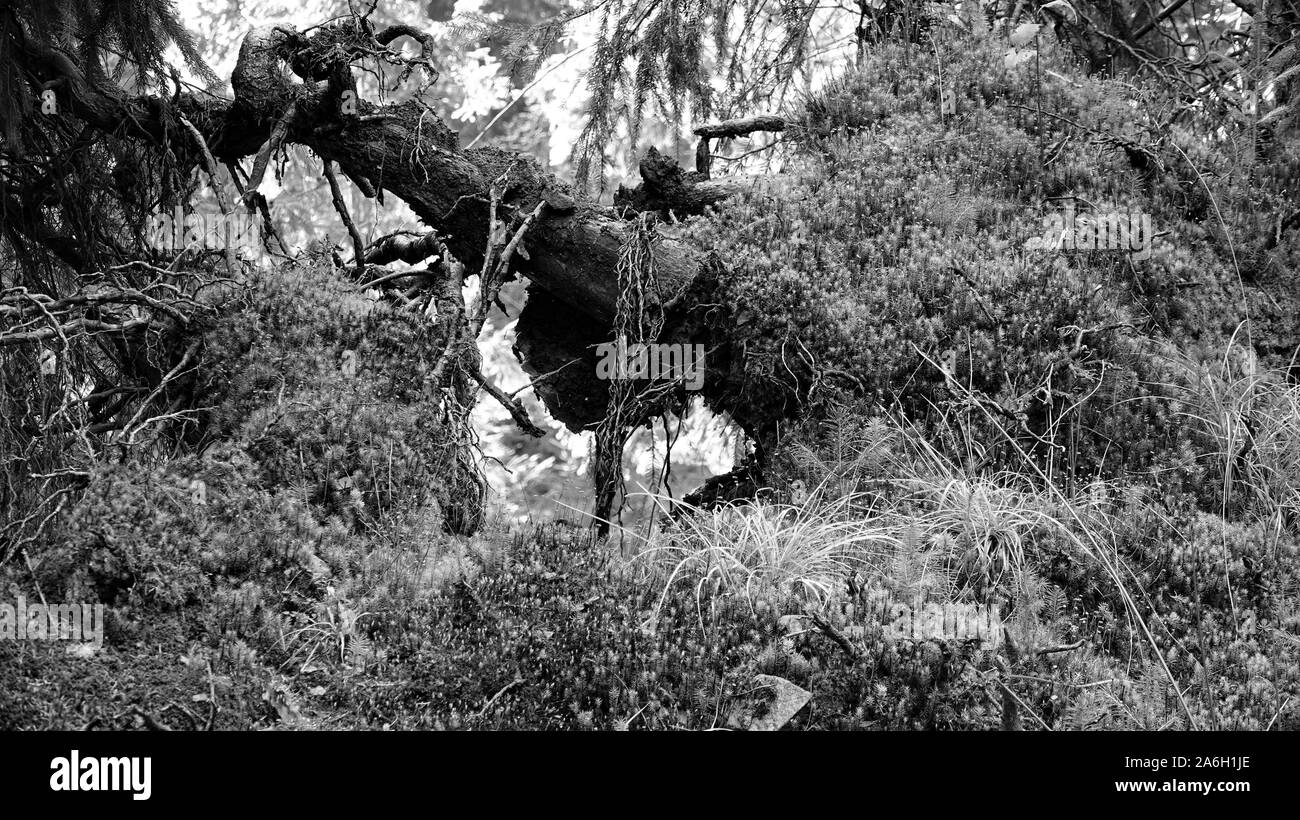 Visualizzazione bianco e nero della copertura forestale. Magica fiaba look. Un tronco di un vecchio albero sradicato coperti con giovani conifere. Foto Stock