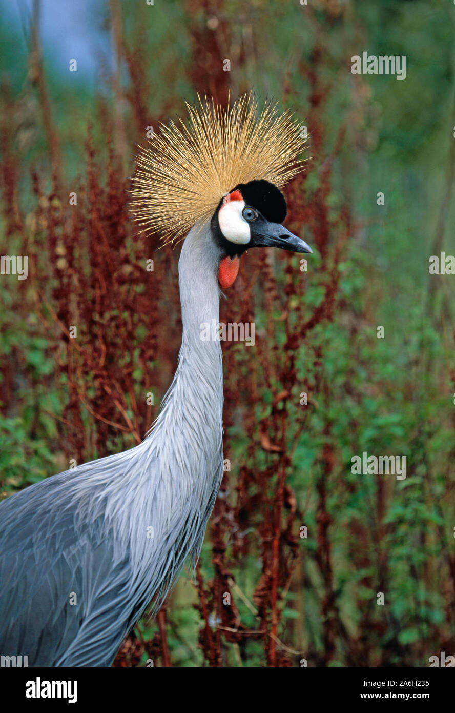 Cru coronata dell'Africa orientale (Baleari regolorum gibbericeps). Profilo del collo e della fronte. Cresta. Marcature e dettagli del viso. Contatto con gli occhi. Consapevole Foto Stock