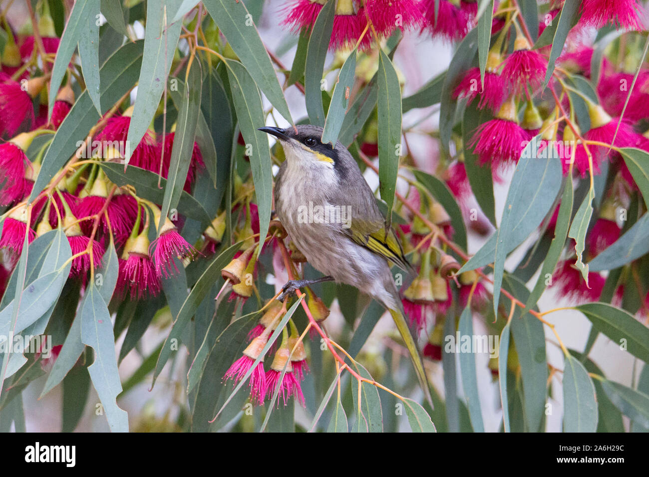 Il canto Honeyeater (Gavicalis virescens) in un fiorente eucalipto, Australia occidentale Foto Stock