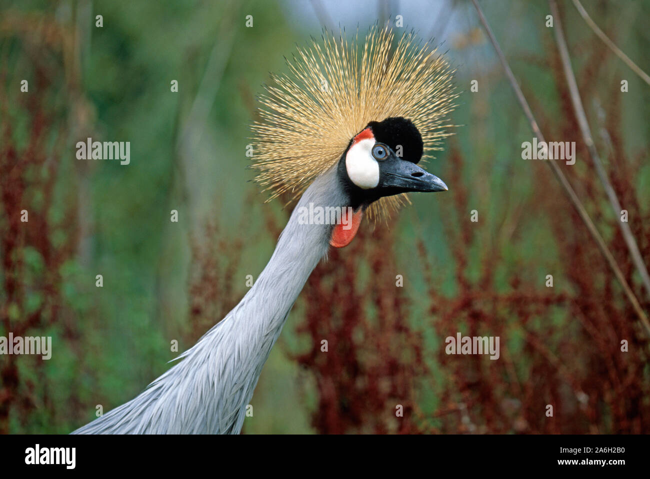 GRU CORONATA CON COLLO GRIGIO O CORONATA (Baleari regolorum gibbericeps). Dettaglio testa. Piume irradianti di Corona o Crested. Africa orientale e meridionale. Foto Stock