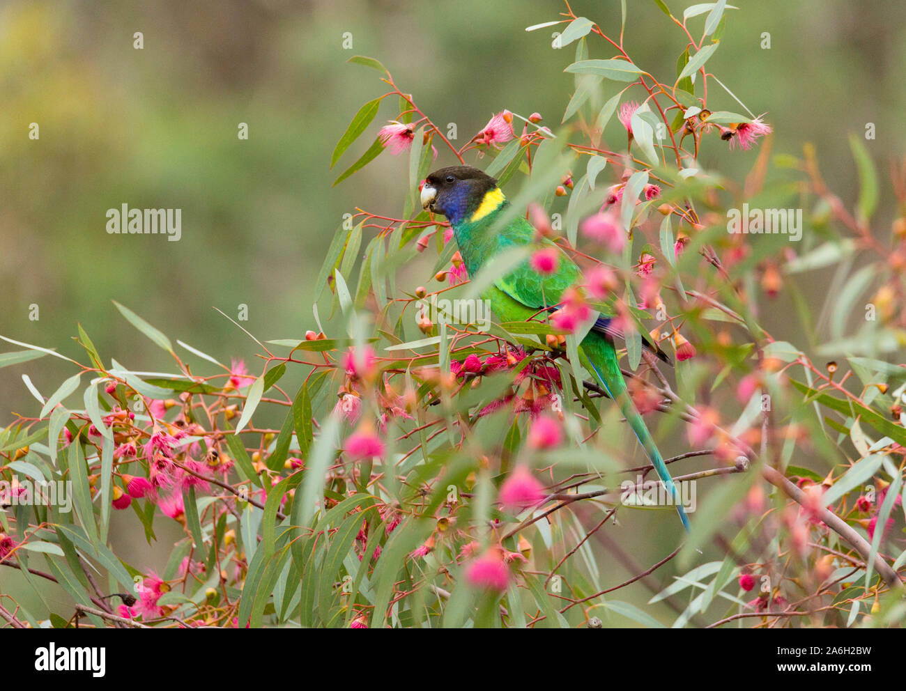 Australian Ringneck (Barnardius zonarius semitorquatus), noto anche come il ventotto (28) Parrot, avanzamento sul rosso fiori di eucalipto in Western Au Foto Stock