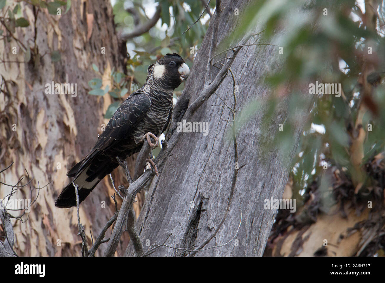 Carnaby's Black-Cockatoo (Calyptorhynchus latirostris), Australia occidentale Foto Stock