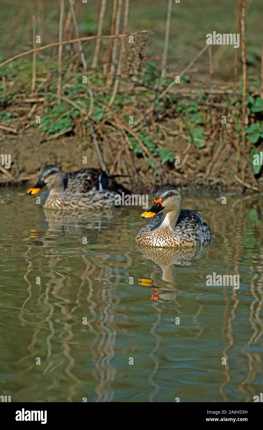 INDIAN SPOTBILL DUCK coppia sulla piscina di acqua .(Anas platyrhynchos poecilorhyncha), Drake sulla destra Foto Stock