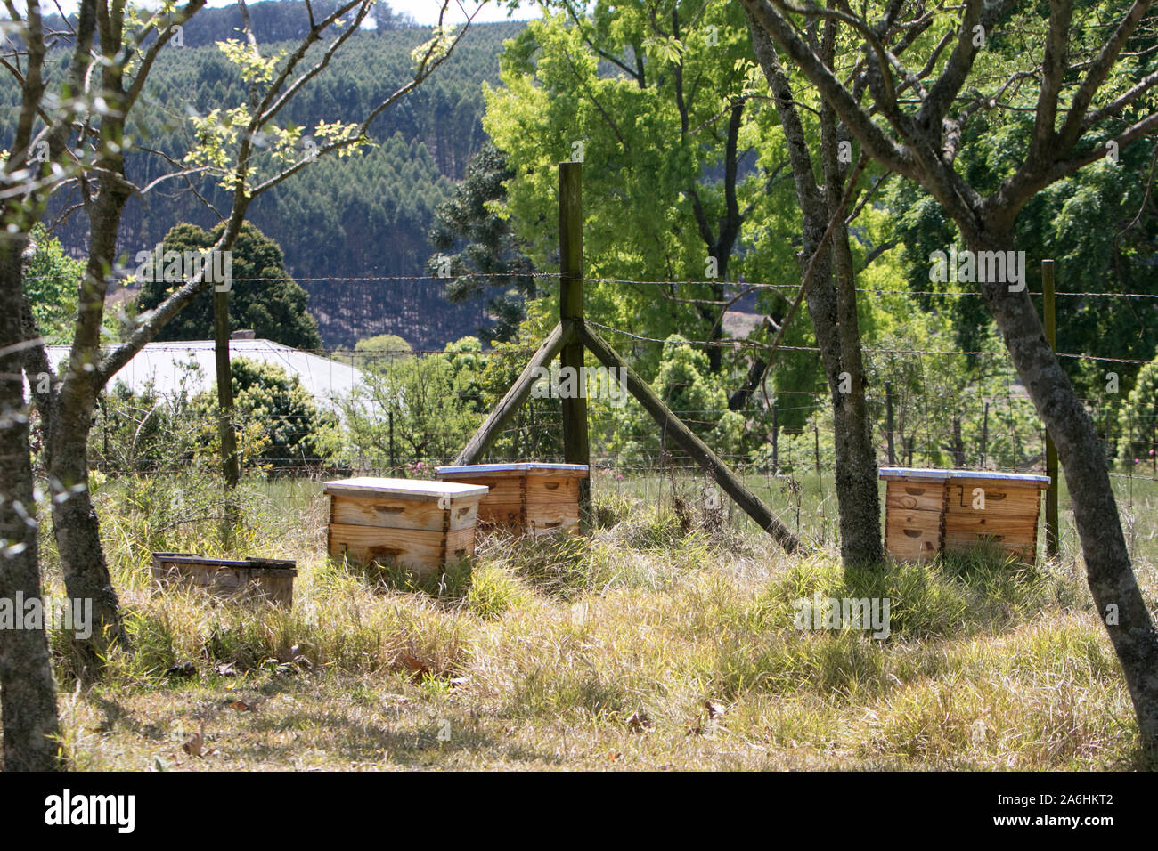 Beehive Garden Foto Stock