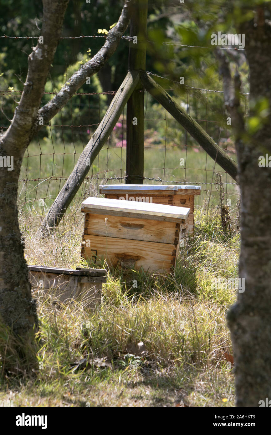 Il miele delle api scatole Foto Stock