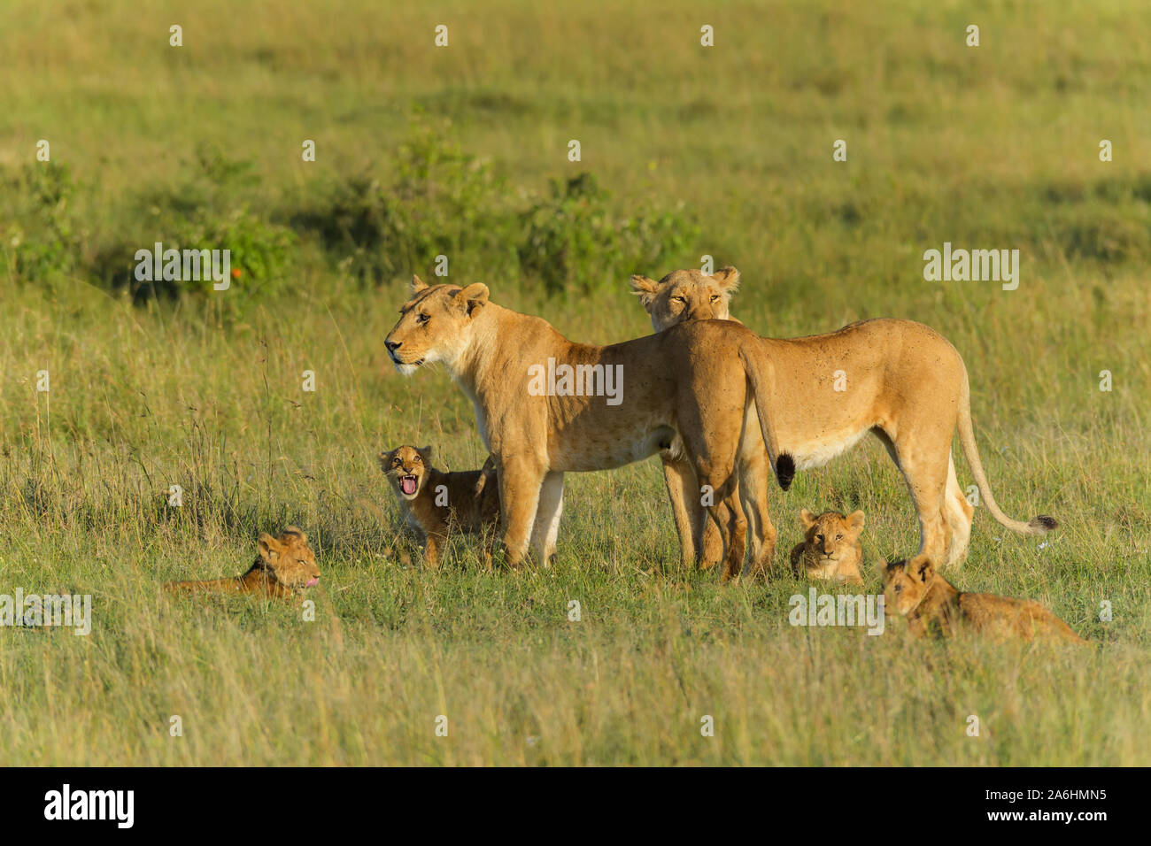 Leone africano, Panthera Leo, due leonessa con quattro cub, il Masai Mara riserva nazionale, Kenya, Africa Foto Stock