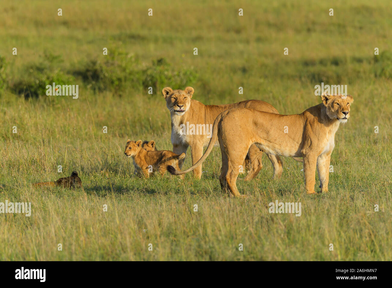 Leone africano, Panthera Leo, due leonessa con cucciolo, il Masai Mara riserva nazionale, Kenya, Africa Foto Stock
