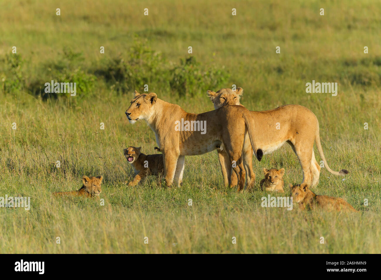 Leone africano, Panthera Leo, due leonessa con quattro cub, il Masai Mara riserva nazionale, Kenya, Africa Foto Stock