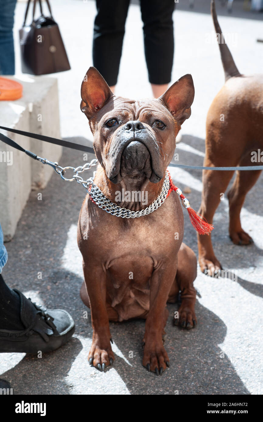 Cane di Chongqing, Cinese cane razza a dog show Foto Stock