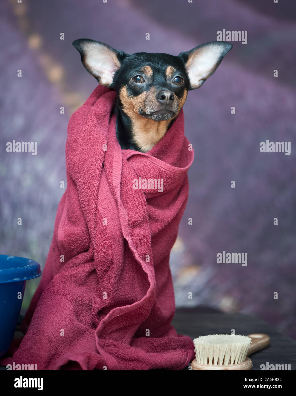 Divertente cucciolo, cane in un asciugamano dopo il bagno. Piuttosto cane ​​portrait closeup. Concetto di adozione di procedure termali, sullo sfondo campo di lavanda Foto Stock
