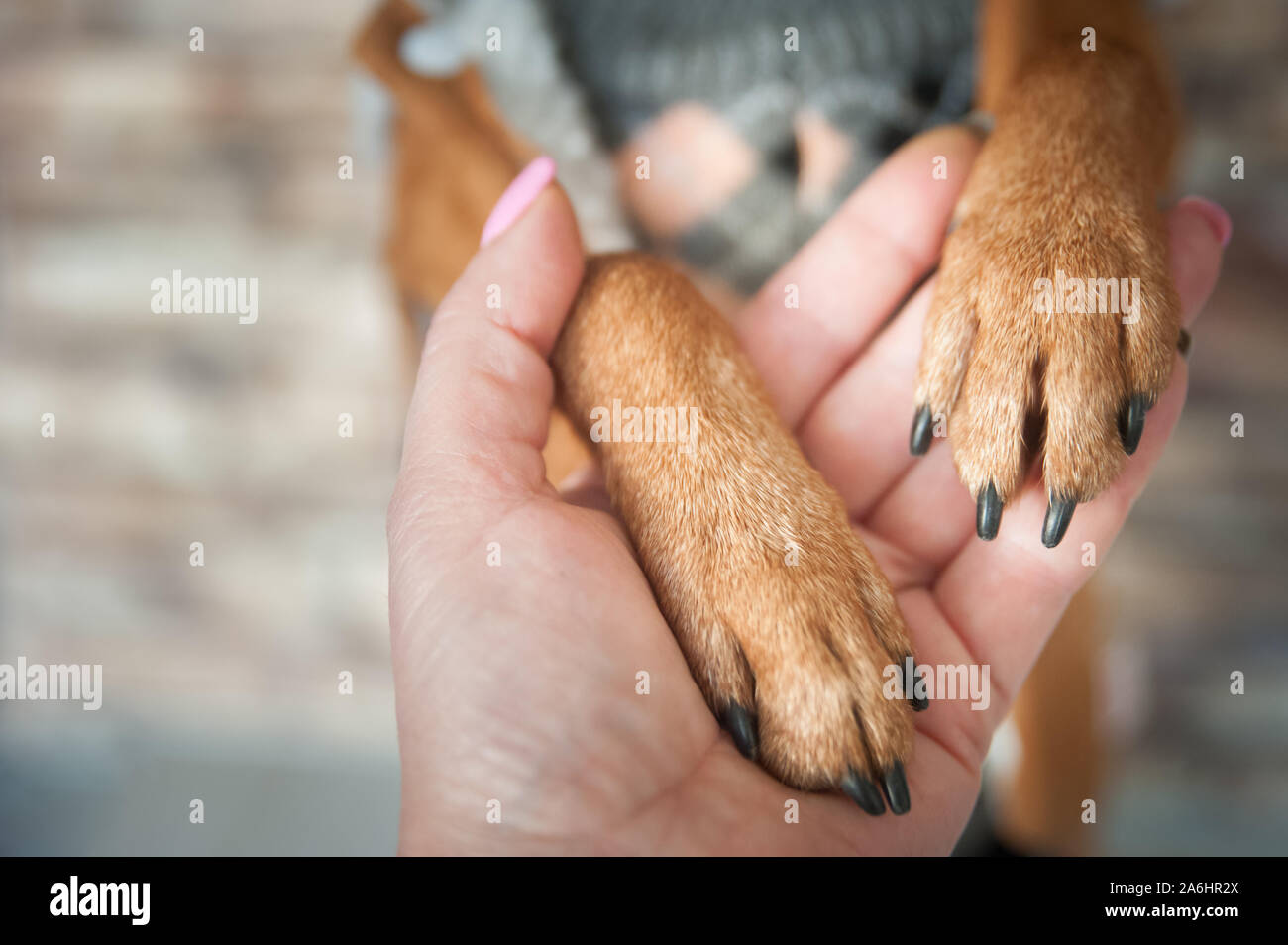 Zampe di cane e mano umana vicino. Immagine concettuale di amicizia Foto Stock
