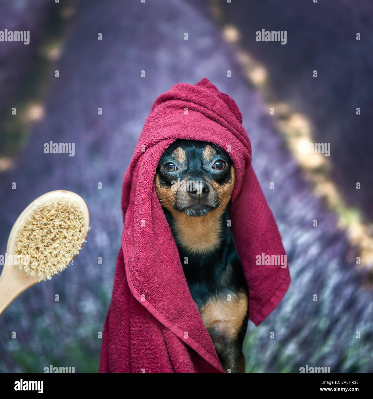 Divertente cucciolo, cane in un asciugamano dopo il bagno. Piuttosto cane ​​portrait closeup. Concetto di adozione di procedure termali, sullo sfondo campo di lavanda Foto Stock