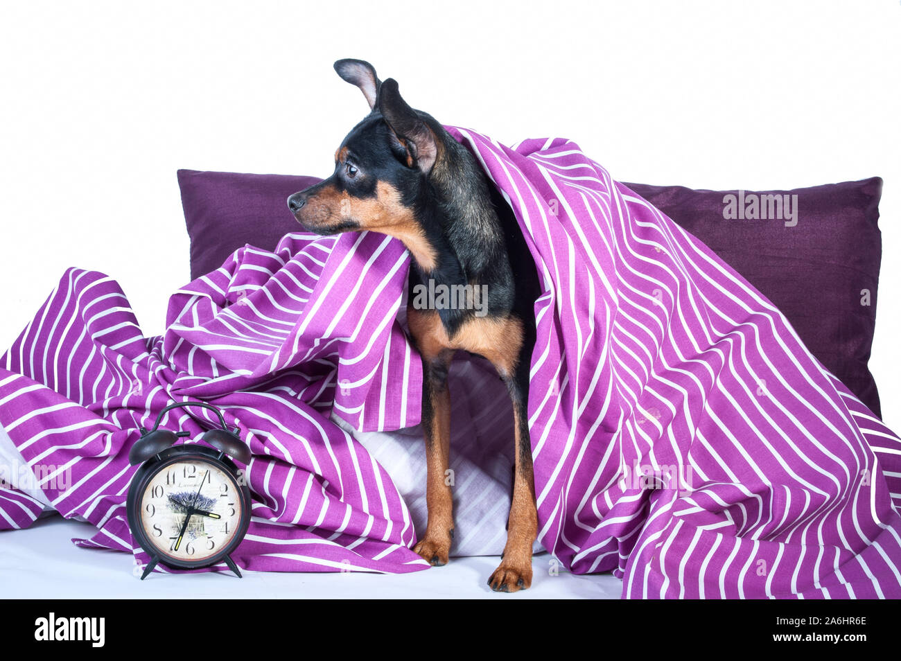 Assonnato cucciolo nel letto avvolto in una coperta. Il concetto di "buongiorno". Puppy in letto la mattina. Toy Terrier Foto Stock