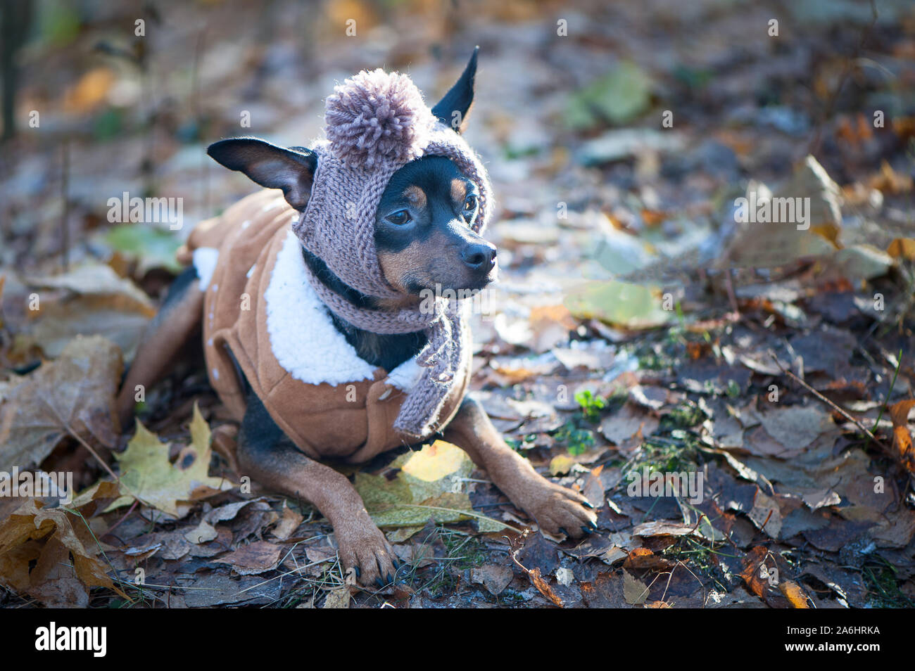 Un cane, un giocattolo terrier, un elegante vestito piccolo cane in un cappello e un rivestimento di pelle di pecora, contro lo sfondo di tardo autunno. Abbigliamento per cani. Posto per t Foto Stock